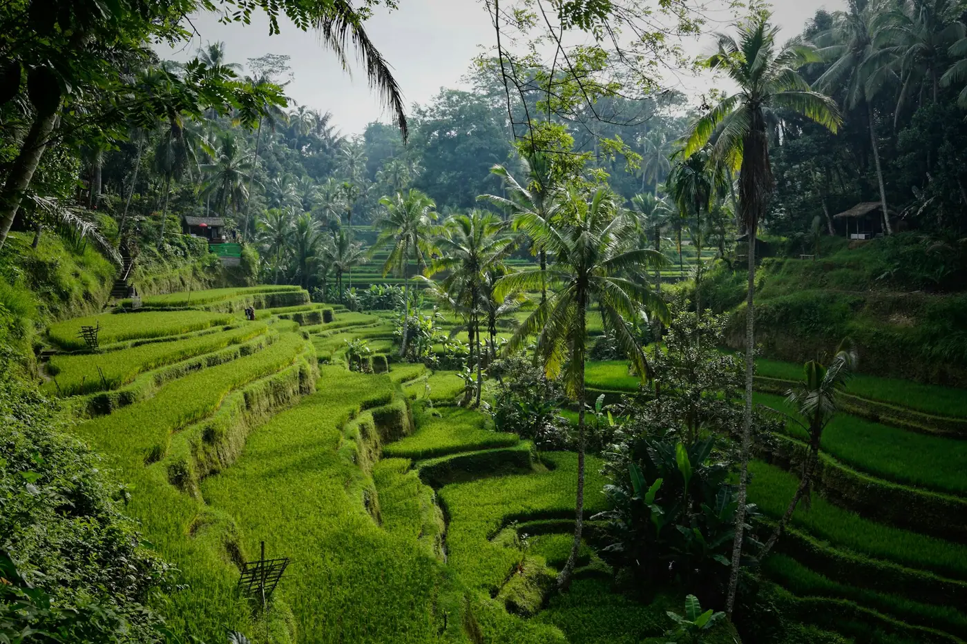 Bali Tropical Retreat
