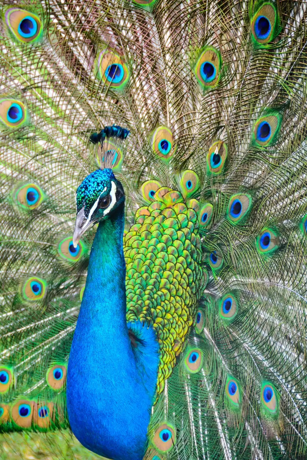 Sinharaja Rainforest Birding
