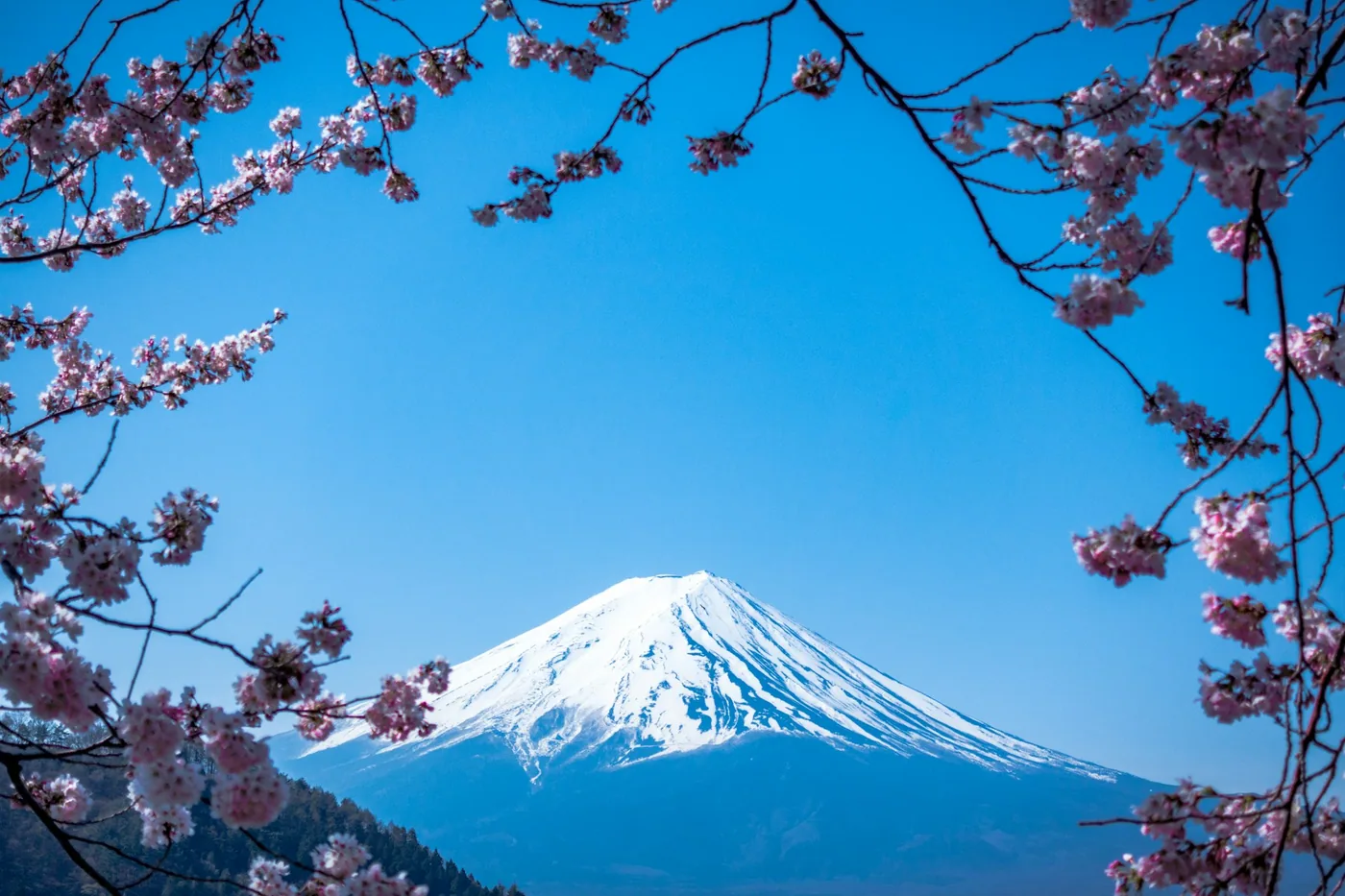 Japan Cherry Blossom