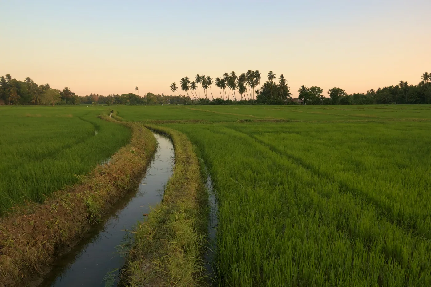 Paddy Fields, Habarana