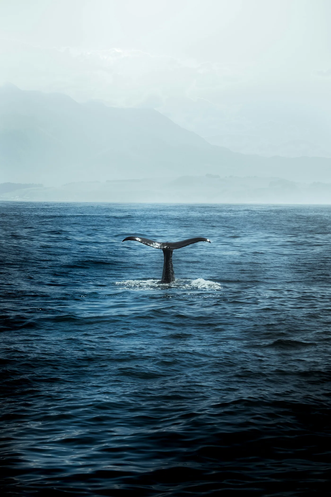 Blue Whale, Mirissa